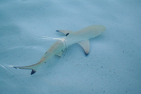 포토 JPG 해외이미지 동물 야생동물 모래 바다 포즈 아프리카 자연 어류 사람없음 물 파란색 햇빛 태양 수중 입 치아 위험 큼 레몬 다이빙 육식동물 지느러미 상어 암초 남쪽 소금물 해외202105 해외포토 자연요소 나라 컬러 컨셉 과일 신체부위 수영 수중동물 소화기관 크기 방향 생태계 수중스포츠 파일형식