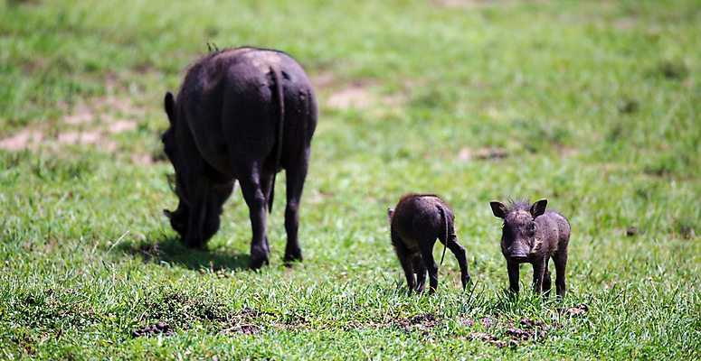 포토 JPG 해외이미지 동물 야생동물 포유류 가족 아프리카 자연 초식동물 풍경 초원 사람없음 야외 머리 게임 돼지 갈기 케냐 남쪽 사바나 생태학 못생김 해외202105 해외포토 교육 나라 관계 놀이 신체부위 방향 생태계 파일형식