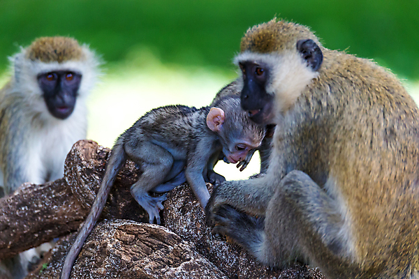 포토 JPG 해외이미지 나무 동물 야생동물 어린이 잎 포유류 가족 아프리카 자연 엄마 국립공원 앉기 사람없음 야외 환경 회색 나뭇가지 원숭이 아기 유인원 남아프리카 사바나 생태학 해외202105 해외포토 식물 공원 교육 나라 컬러 관계 모션 사람 생태계 파일형식