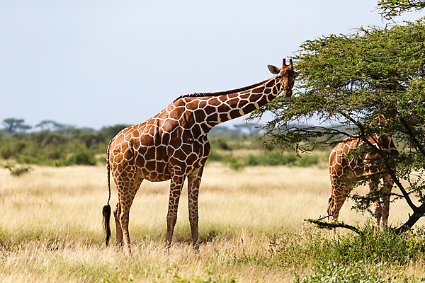 포토 JPG 해외이미지 나무 동물 야생동물 잎 패턴 포유류 아프리카 자연 하늘 초식동물 국립공원 서기 풍경 초원 사람없음 머리 걷기 점 보호 큼 혀 기린 목 사바나 세렝게티 수유 탄자니아 해외202105 해외포토 식물 공원 나라 컨셉 무늬 모션 신체부위 입 크기 생태계 파일형식