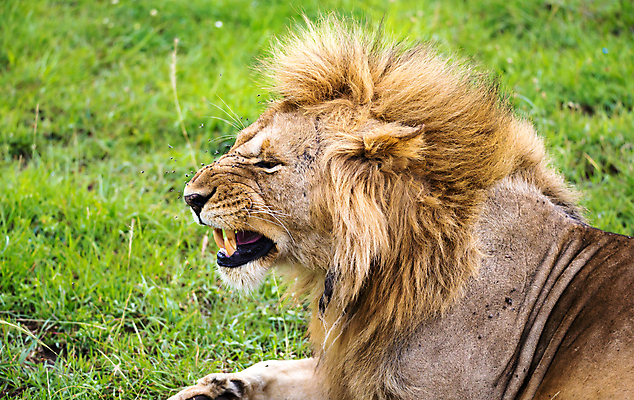 포토 JPG 해외이미지 동물 야생동물 아프리카 자연 미술 동양인 성인 사람없음 머리 힘 분노 치아 위험 사자 큼 무서움 왕 육식동물 갈기 케냐 사자자리 표범 남쪽 해외202105 해외포토 감정 나라 컨셉 포유류 문화예술 사람 인종 신체부위 별자리 소화기관 크기 방향 생태계 파일형식