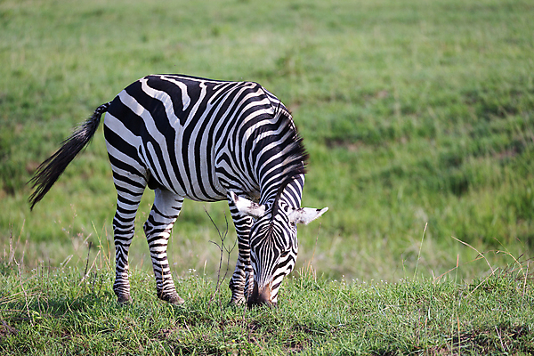 포토 JPG 해외이미지 동물 야생동물 패턴 포유류 아프리카 자연 서기 풍경 초원 사람없음 야외 평화 줄무늬 산책 게임 방목 얼룩말 케냐 동쪽 남쪽 보츠와나 사바나 세렝게티 탄자니아 해외202105 해외포토 나라 컨셉 무늬 모션 놀이 휴식 말_동물 축산업 방향 생태계 파일형식