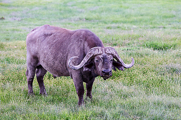포토 JPG 해외이미지 동물 야생동물 음식 밭 포유류 아프리카 자연 뿔 육류 초원 사람없음 야외 머리 위험 큼 망토 황소 남쪽 해외202105 해외포토 나라 컨셉 농업 식재료 신체부위 소 크기 방향 생태계 파일형식
