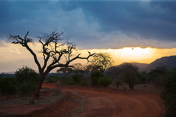 포토 JPG 해외이미지 나무 식물 아프리카 자연 풍경 사람없음 야외 케냐 아카시아 보츠와나 사바나 해외202105 해외포토 나라 생태계 파일형식