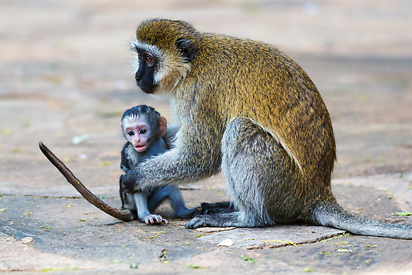 포토 JPG 해외이미지 나무 동물 야생동물 어린이 잎 포유류 가족 아프리카 자연 엄마 국립공원 앉기 사람없음 야외 환경 회색 나뭇가지 원숭이 아기 유인원 남아프리카 사바나 생태학 해외202105 해외포토 식물 공원 교육 나라 컬러 관계 모션 사람 생태계 파일형식