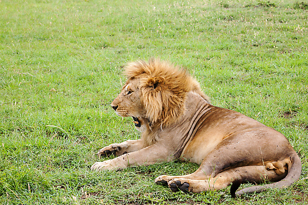 포토 JPG 해외이미지 동물 야생동물 포유류 아프리카 자연 국립공원 사람없음 머리 힘 입 황금 치아 사자 큼 혀 코 육식동물 갈기 케냐 사자자리 암사자 웅장함 칼라하리 탄자니아 힘찬 해외202105 해외포토 공원 나라 컨셉 신체부위 별자리 사막 소화기관 크기 암컷 생태계 파일형식