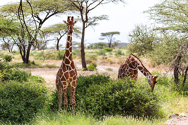포토 JPG 해외이미지 나무 동물 야생동물 잎 패턴 포유류 아프리카 자연 하늘 초식동물 국립공원 서기 풍경 초원 사람없음 머리 걷기 점 보호 큼 혀 기린 목 사바나 세렝게티 수유 탄자니아 해외202105 해외포토 식물 공원 나라 컨셉 무늬 모션 신체부위 입 크기 생태계 파일형식