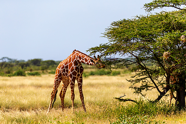 포토 JPG 해외이미지 나무 동물 야생동물 패턴 포유류 아프리카 자연 하늘 초식동물 국립공원 서기 풍경 초원 사람없음 야외 머리 걷기 게임 보호 큼 기린 목 케냐 사바나 해외202105 해외포토 식물 공원 나라 컨셉 무늬 모션 놀이 신체부위 크기 생태계 파일형식