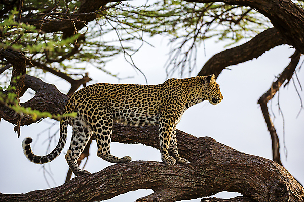 포토 JPG 해외이미지 나무 동물 1 야생동물 아프리카 자연 하늘 안전 성인 사람없음 야외 파란색 머리 힘 게임 위험 큼 육식동물 5 표범 남쪽 사바나 해외202105 해외포토 식물 나라 컬러 컨셉 포유류 놀이 사람 신체부위 숫자 크기 방향 생태계 파일형식