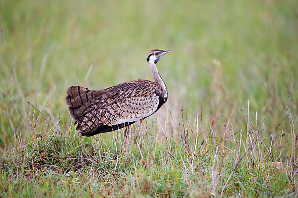 포토 JPG 해외이미지 동물 야생동물 아프리카 자연 조류 사람없음 야외 빨간색 농장 머리 환경 산책 회색 사막 게임 큼 깃털 갈기 케냐 동쪽 남쪽 생태학 세렝게티 탄자니아 해외202105 해외포토 교육 나라 컬러 농업 놀이 휴식 신체부위 크기 방향 생태계 파일형식