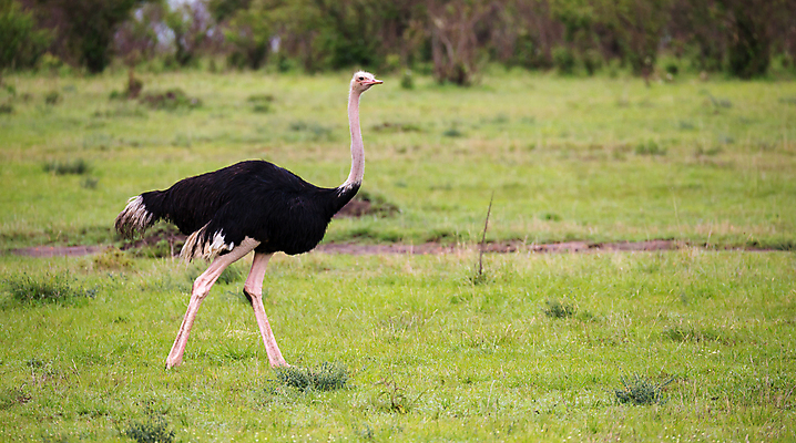 포토 JPG 해외이미지 동물 야생동물 밭 아프리카 자연 조류 초원 사람없음 야외 달리기 걷기 환경 사막 큼 속도 부리 목 케냐 타조 남쪽 사바나 세렝게티 탄자니아 해외202105 해외포토 나라 농업 모션 신체부위 크기 방향 생태계 파일형식