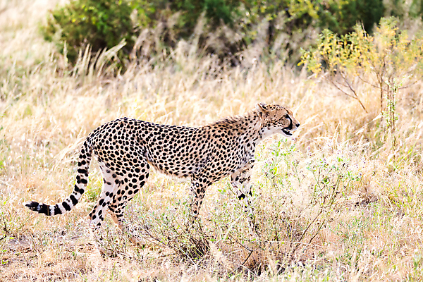 포토 JPG 해외이미지 동물 무료이미지 야생동물 포유류 모션 아프리카 자연 국립공원 사람없음 야외 달리기 위험 큼 속도 꼬리 사냥 육식동물 사냥꾼 케냐 치타 남쪽 사바나 세렝게티 전력질주 탄자니아 해외202105 해외포토 직업 공원 나라 컨셉 크기 방향 생태계 파일형식