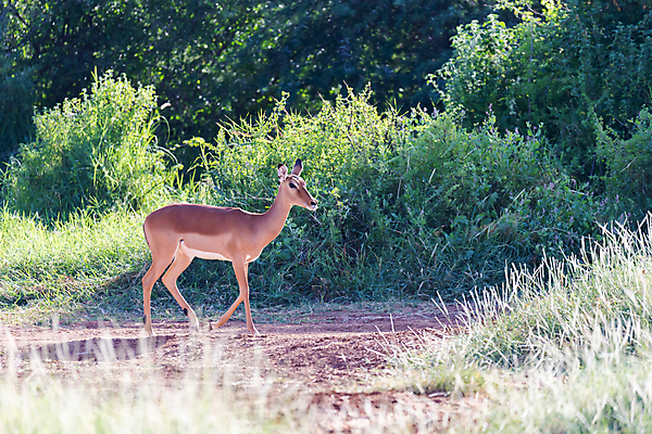 포토 JPG 해외이미지 동물 무료이미지 야생동물 포유류 아프리카 자연 초식동물 뿔 서기 풍경 초원 사람없음 야외 게임 보호 방목 속도 영양 케냐 동쪽 가젤 사바나 세렝게티 승인 탄자니아 해외202105 해외포토 나라 컨셉 모션 놀이 축산업 방향 생태계 파일형식