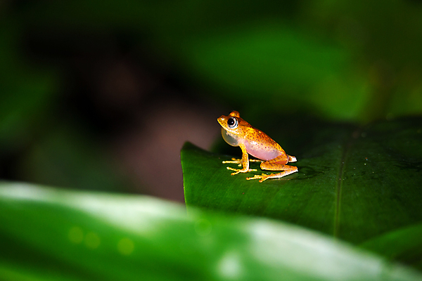 포토 JPG 해외이미지 동물 1 야생동물 잎 파충류 아프리카 자연 열대 국립공원 개구리 양서류 사람없음 야외 빨간색 물 젖음 황금 숲 위험 열대우림 마다가스카르 해외202105 해외포토 자연요소 식물 공원 나라 컬러 컨셉 생태계 파일형식