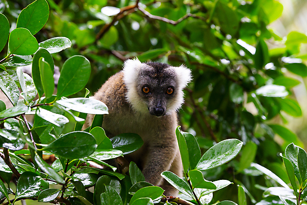 포토 JPG 해외이미지 나무 동물 야생동물 포유류 아프리카 자연 사람없음 야외 원숭이 숲 열대우림 만족 코 마다가스카르 여우원숭이 해외202105 해외포토 멸종위기종 식물 감정 나라 신체부위 생태계 파일형식