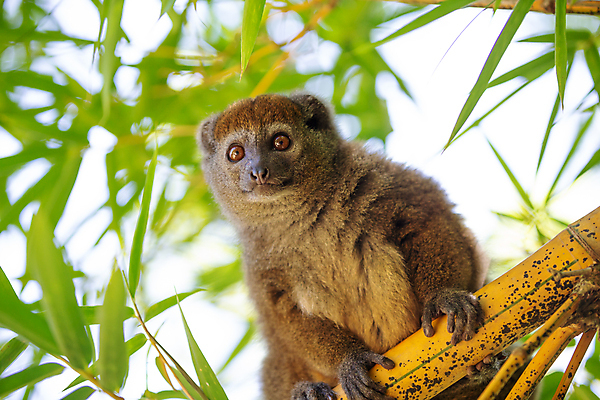 포토 JPG 해외이미지 나무 동물 야생동물 포유류 아프리카 자연 사람없음 야외 회색 원숭이 숲 열대우림 대나무 코 유인원 동쪽 마다가스카르 여우원숭이 해외202105 해외포토 멸종위기종 식물 나라 컬러 신체부위 방향 생태계 파일형식
