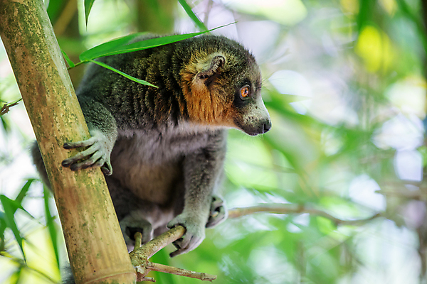 포토 JPG 해외이미지 나무 동물 야생동물 포유류 아프리카 자연 사람없음 야외 회색 원숭이 숲 열대우림 대나무 코 유인원 동쪽 마다가스카르 여우원숭이 해외202105 해외포토 멸종위기종 식물 나라 컬러 신체부위 방향 생태계 파일형식