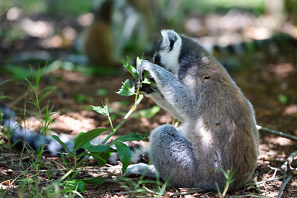 포토 JPG 해외이미지 동물 야생동물 포유류 아프리카 자연 사람없음 야외 줄무늬 원숭이 숲 마다가스카르 여우원숭이 해외202105 해외포토 나라 무늬 생태계 파일형식