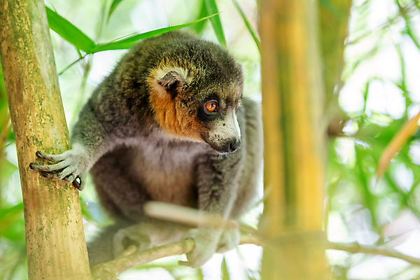 포토 JPG 해외이미지 나무 동물 야생동물 포유류 아프리카 자연 사람없음 야외 회색 원숭이 숲 열대우림 대나무 코 유인원 동쪽 마다가스카르 여우원숭이 해외202105 해외포토 멸종위기종 식물 나라 컬러 신체부위 방향 생태계 파일형식
