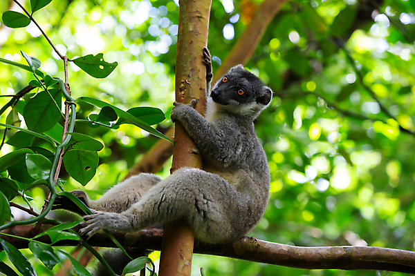 포토 JPG 해외이미지 나무 동물 야생동물 포유류 아프리카 자연 앉기 사람없음 야외 원숭이 숲 열대우림 손목시계 만족 마다가스카르 여우원숭이 해외202105 해외포토 멸종위기종 식물 감정 나라 시계 장신구 모션 생태계 파일형식