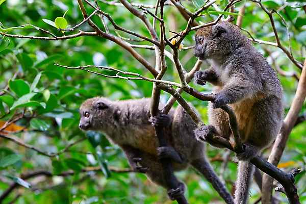 포토 JPG 해외이미지 나무 동물 무료이미지 야생동물 포유류 포옹 아프리카 자연 사람없음 원숭이 숲 열대우림 대나무 마다가스카르 여우원숭이 해외202105 해외포토 식물 나라 안기 생태계 파일형식