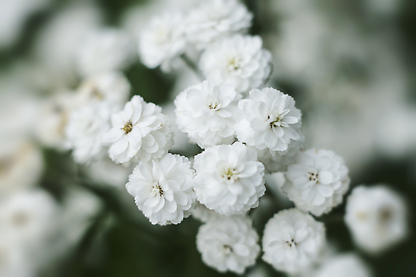 포토 JPG 해외이미지 식물 공원 꽃잎 꽃 곤충 백그라운드 꽃무늬 밭 자연 미술 사람없음 초록색 태양 정원 봄 벚꽃 흰색 작음 유기농 생물학 꽃가루 부드러움 꽃수술 땅바닥 막자 바이오 블러 해외202004 해외202105 해외포토 자연요소 동물 웰빙 계절 공공시설 교육 컬러 무늬 농업 문화예술 바닥 감각 크기 가루 생태계 파일형식