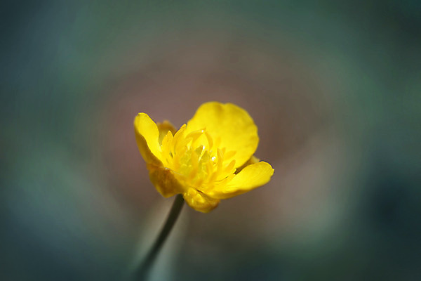 포토 JPG 해외이미지 식물 공원 꽃잎 꽃 곤충 백그라운드 꽃무늬 밭 모션 자연 미술 초원 사람없음 초록색 여름 태양 노란색 정원 벚꽃 흰색 작음 유기농 생물학 꽃가루 느림 땅바닥 바이오 블러 해외202004 해외202105 해외포토 자연요소 동물 웰빙 계절 공공시설 교육 컬러 무늬 농업 문화예술 바닥 크기 가루 생태계 파일형식