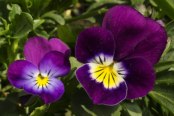 포토 JPG 해외이미지 식물 공원 꽃잎 꽃 곤충 백그라운드 꽃무늬 밭 자연 초원 사람없음 초록색 정원 보라색 벚꽃 흰색 제비꽃 유기농 생물학 꽃가루 느림 땅바닥 바이오 블러 해외202004 해외202105 해외포토 동물 웰빙 공공시설 교육 컬러 무늬 농업 바닥 가루 생태계 파일형식