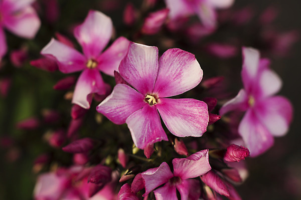 포토 JPG 해외이미지 식물 공원 꽃잎 꽃 분홍색 곤충 백그라운드 꽃무늬 밭 자연 미술 사람없음 초록색 태양 정원 봄 낭만 벚꽃 흰색 작음 유기농 생물학 긍정 꽃가루 땅바닥 바이오 블러 프리뮬러 해외202004 해외202105 해외포토 자연요소 동물 웰빙 계절 공공시설 교육 컬러 컨셉 무늬 농업 문화예술 바닥 크기 가루 생태계 파일형식