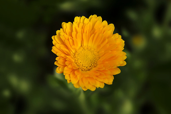 포토 JPG 해외이미지 식물 공원 꽃잎 꽃 곤충 백그라운드 꽃무늬 밭 오렌지 자연 미술 사람없음 초록색 태양 정원 벚꽃 흰색 작음 유기농 생물학 데이지 긍정 꽃가루 금잔화 땅바닥 바이오 블러 해외202004 해외202105 해외포토 자연요소 동물 웰빙 공공시설 교육 컬러 컨셉 무늬 농업 과일 문화예술 바닥 크기 가루 생태계 파일형식