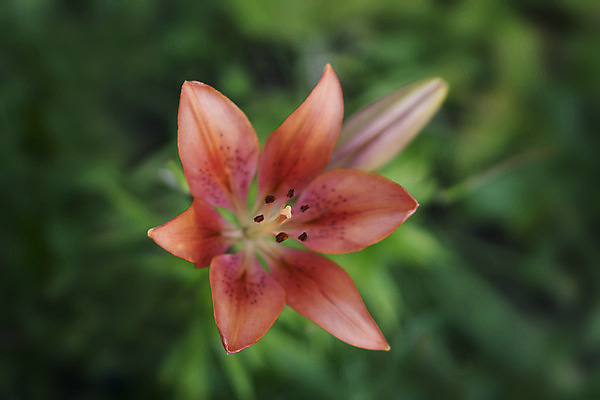 포토 JPG 해외이미지 식물 공원 꽃잎 꽃 분홍색 곤충 백그라운드 꽃무늬 밭 자연 미술 사람없음 초록색 태양 정원 벚꽃 흰색 작음 유기농 생물학 긍정 꽃가루 땅바닥 바이오 블러 해외202004 해외202105 해외포토 자연요소 동물 웰빙 공공시설 교육 컬러 컨셉 무늬 농업 문화예술 바닥 크기 가루 생태계 파일형식