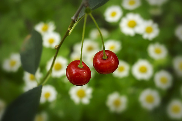 포토 JPG 해외이미지 나무 식물 커플 열매 꽃 음식 잎 밭 과일 건강 잔디 사람없음 빨간색 초록색 정원 맑음 나뭇가지 신선 쌍 체리 맛 데이지 건강식 내추럴 블러 숙성 맛있는 해외202004 해외202105 해외포토 컬러 컨셉 농업 관계 날씨 파일형식