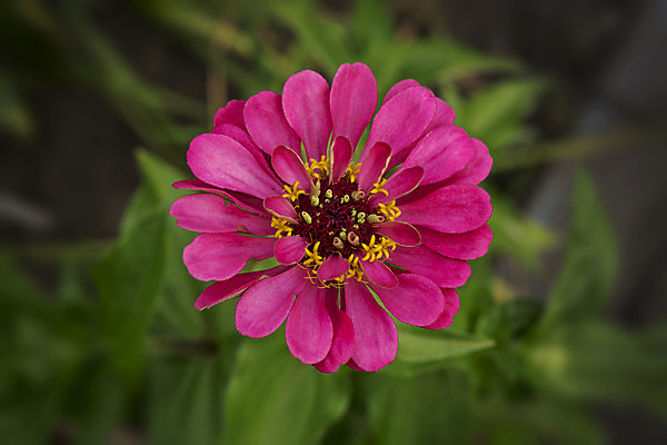 포토 JPG 해외이미지 식물 공원 꽃잎 꽃 분홍색 곤충 백그라운드 꽃무늬 밭 자연 미술 초원 사람없음 초록색 여름 태양 정원 봄 낭만 벚꽃 흰색 작음 유기농 생물학 긍정 꽃가루 땅바닥 바이오 블러 해외202004 해외202105 해외포토 자연요소 동물 웰빙 계절 공공시설 교육 컬러 컨셉 무늬 농업 문화예술 바닥 크기 가루 생태계 파일형식