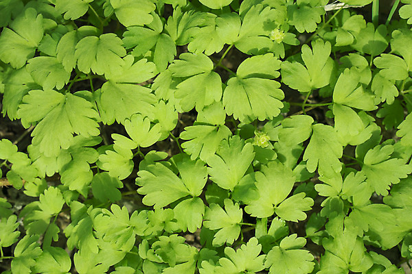 포토 JPG 해외이미지 식물 공원 꽃잎 꽃 백그라운드 밭 자연 초원 사람없음 초록색 여름 정원 화목 봄 성장 흰색 신선 시원함 에코 유기농 질감 생물학 바이오 블러 해외202004 해외202105 해외포토 웰빙 계절 공공시설 교육 컬러 컨셉 농업 환경 생태계 파일형식