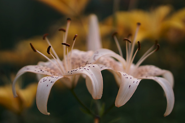 포토 JPG 해외이미지 식물 공원 꽃잎 꽃 분홍색 곤충 백그라운드 꽃무늬 밭 자연 미술 사람없음 초록색 태양 정원 봄 낭만 벚꽃 흰색 작음 유기농 생물학 긍정 꽃가루 땅바닥 바이오 블러 해외202004 해외202105 해외포토 자연요소 동물 웰빙 계절 공공시설 교육 컬러 컨셉 무늬 농업 문화예술 바닥 크기 가루 생태계 파일형식