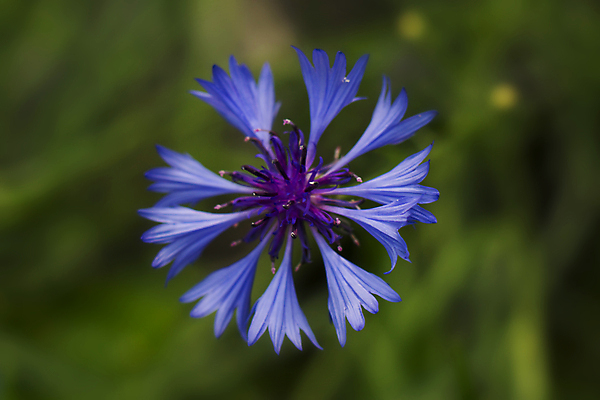 포토 JPG 해외이미지 식물 공원 꽃잎 꽃 곤충 백그라운드 꽃무늬 밭 자연 미술 사람없음 초록색 파란색 태양 정원 봄 낭만 벚꽃 흰색 작음 유기농 생물학 긍정 꽃가루 땅바닥 바이오 블러 수레국화 해외202004 해외202105 해외포토 자연요소 동물 웰빙 계절 공공시설 교육 컬러 컨셉 무늬 농업 문화예술 바닥 크기 가루 생태계 파일형식