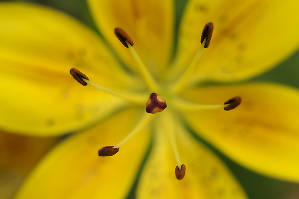 포토 JPG 해외이미지 식물 공원 꽃잎 꽃 곤충 백그라운드 꽃무늬 밭 자연 미술 초원 사람없음 초록색 여름 태양 노란색 정원 봄 벚꽃 흰색 백합 작음 유기농 생물학 긍정 꽃가루 꽃수술 땅바닥 막자 바이오 블러 해외202004 해외202105 해외포토 자연요소 동물 웰빙 계절 공공시설 교육 컬러 컨셉 무늬 농업 문화예술 바닥 크기 가루 생태계 파일형식