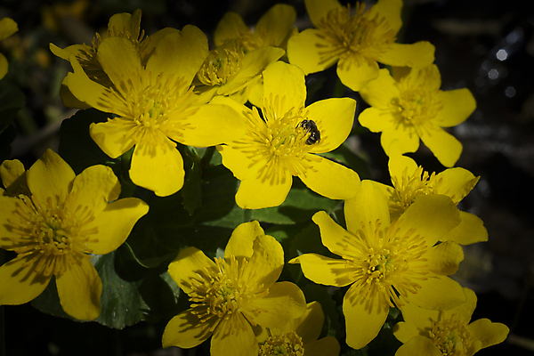 포토 JPG 해외이미지 식물 동물 공원 꽃잎 꽃 곤충 백그라운드 밭 날개 자연 초원 사람없음 초록색 노란색 정원 벌레 숲 벌 유기농 생물학 꽃가루 바이오 해외202004 해외202105 해외포토 웰빙 공공시설 교육 컬러 농업 가루 생태계 파일형식