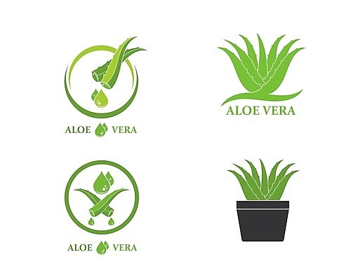 EPS 해외이미지 식물 캐릭터 디자인 꽃 백그라운드 잎 꽃무늬 일러스트 자연 선인장 건강 미술 그래픽 초록색 약 흰색 OK 허브 심볼 내추럴 고립 돌봄 알로에 해외202105 해외일러스트 일러캐릭터 컬러 무늬 의학 모션 문화예술 손짓 생태계 파일형식 벡터