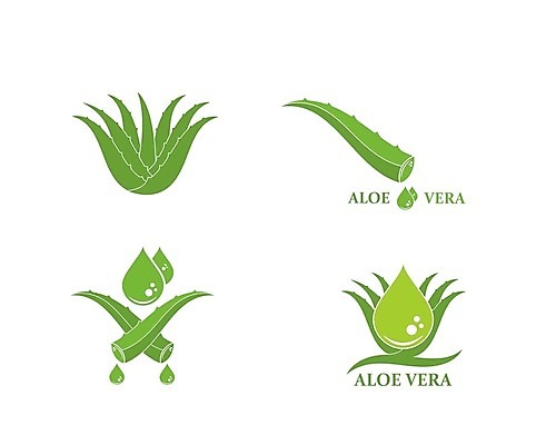 EPS 해외이미지 식물 캐릭터 디자인 꽃 백그라운드 잎 꽃무늬 일러스트 자연 선인장 건강 미술 그래픽 초록색 약 흰색 OK 허브 심볼 내추럴 고립 돌봄 알로에 해외202105 해외일러스트 일러캐릭터 컬러 무늬 의학 모션 문화예술 손짓 생태계 파일형식 벡터