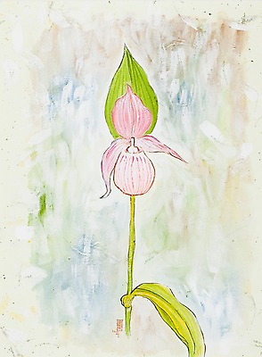 JPG 식물 꽃 분홍색 백그라운드 한송이 일러스트 여름꽃 사람없음 시화 개불알꽃 국내일러스트 1 컬러 송이 파일형식 여름_계절