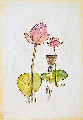 JPG 식물 꽃 분홍색 백그라운드 일러스트 여름꽃 연꽃 사람없음 두송이 시화 연잎 국내일러스트 컬러 잎 2 파일형식 여름_계절