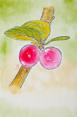 JPG 식물 열매 백그라운드 일러스트 나뭇잎 사람없음 빨간색 나뭇가지 시화 국내일러스트 나무 컬러 잎 파일형식