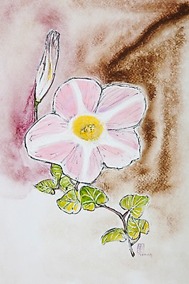 JPG 식물 꽃잎 꽃 분홍색 백그라운드 잎 한송이 일러스트 여름꽃 사람없음 시화 나팔꽃 국내일러스트 1 컬러 송이 파일형식 여름_계절