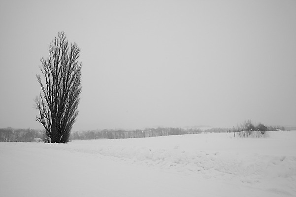 포토 JPG 주간 나무 식물 해외기획촬영 계절 설경 겨울 2010년일본 자연 풍경 사람없음 야외 설원 일본 눈 홋카이도 비에이 켄과메리의나무 국내포토 자연요소 아시아 날씨 눈_날씨 생태계 파일형식
