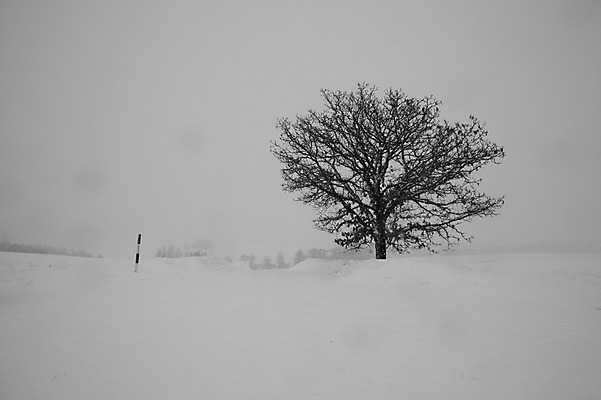 포토 JPG 주간 나무 식물 해외기획촬영 계절 설경 겨울 2010년일본 자연 풍경 사람없음 야외 설원 일본 눈 홋카이도 비에이 국내포토 자연요소 아시아 날씨 눈_날씨 생태계 파일형식