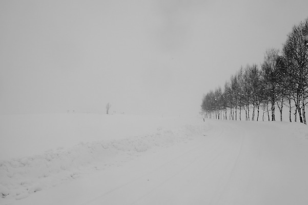포토 JPG 주간 나무 식물 해외기획촬영 계절 설경 겨울 2010년일본 자연 풍경 사람없음 야외 설원 일본 눈 홋카이도 비에이 국내포토 자연요소 아시아 날씨 눈_날씨 생태계 파일형식