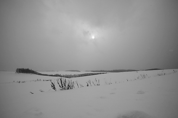 포토 JPG 주간 나무 식물 해외기획촬영 계절 설경 겨울 2010년일본 자연 흑백 풍경 사람없음 야외 태양 설원 일본 눈 홋카이도 비에이 국내포토 자연요소 아시아 날씨 눈_날씨 촬영기법 생태계 파일형식