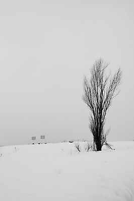 포토 JPG 주간 나무 식물 해외기획촬영 계절 설경 겨울 2010년일본 자연 풍경 사람없음 야외 설원 일본 눈 홋카이도 비에이 국내포토 자연요소 아시아 날씨 눈_날씨 생태계 파일형식