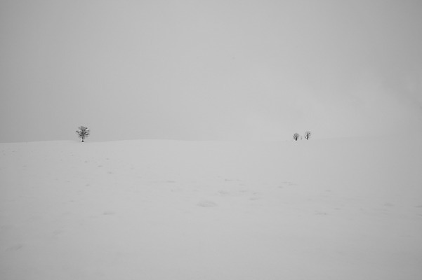 포토 JPG 주간 나무 식물 해외기획촬영 계절 설경 겨울 2010년일본 자연 풍경 사람없음 야외 설원 일본 눈 홋카이도 비에이 오야코 오야코나무 국내포토 자연요소 아시아 날씨 눈_날씨 생태계 파일형식